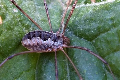 Phalangium opilio