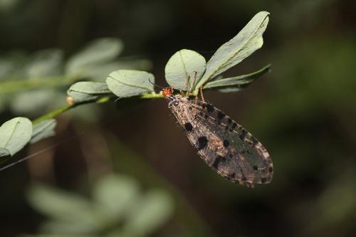 Réf. 103 592 : Osmylus fulvicephalus