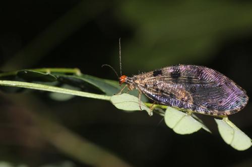 Osmylus fulvicephalus