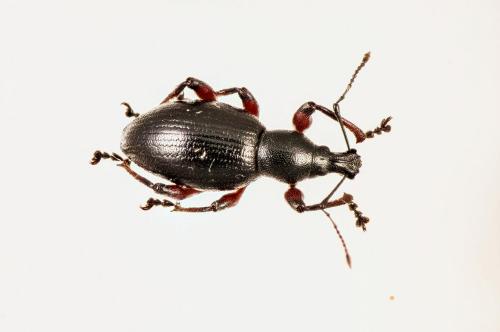 Otiorhynchus tenebricosus
