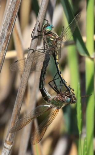 Oxygastra curtisii