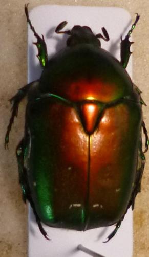 Réf. 103 147 : Protaetia ungarica