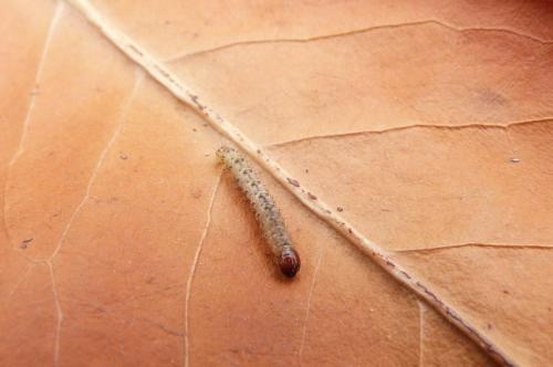 Triodia sylvina