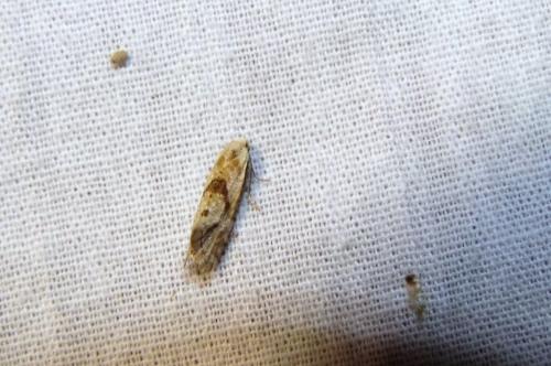Cochylimorpha sp.