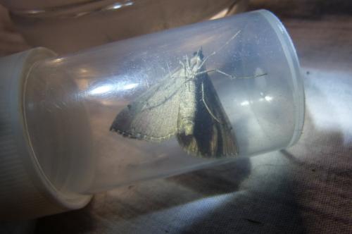 Réf. 103 379 : Aplocera plagiata
