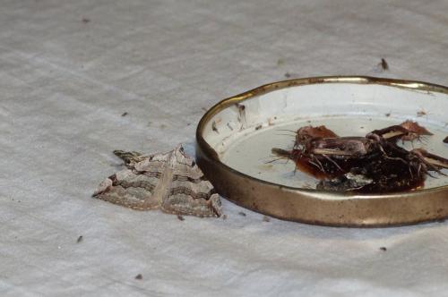 Réf. 103 378 : Aplocera plagiata