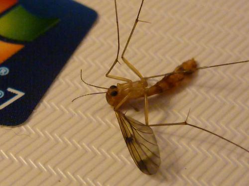 Leptomorphus walkeri