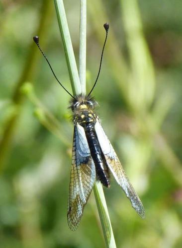 Libelloides lacteus