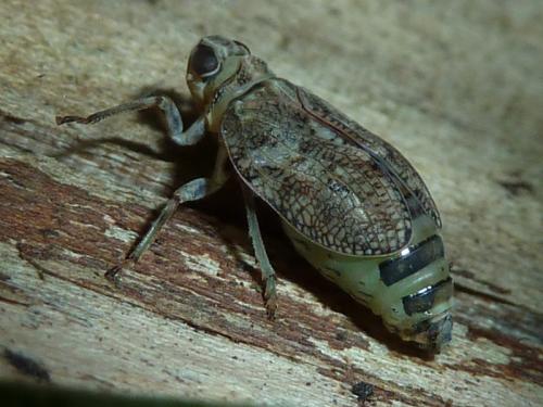Issus coleoptratus