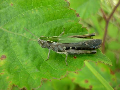 Omocestus rufipes