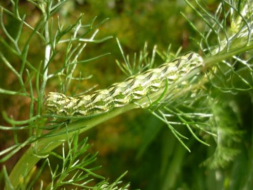 Cucullia chamomillae
