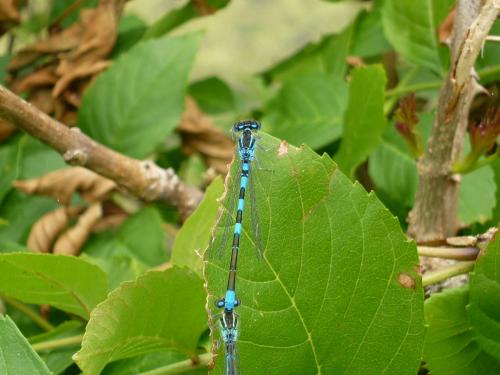 Réf. 103 616 : Coenagrion scitulum
