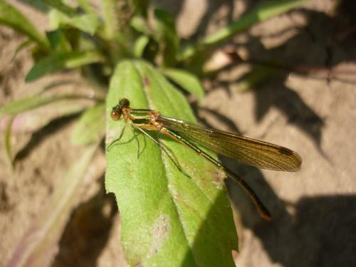 Lestes sponsa