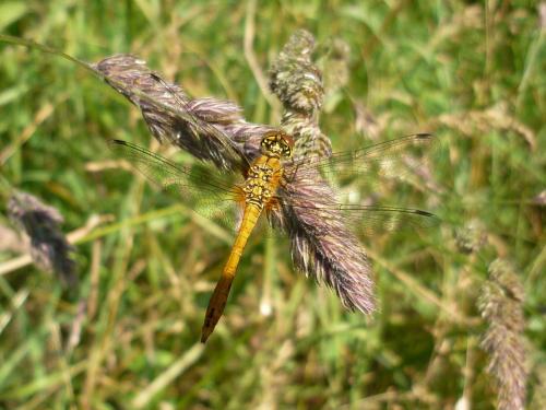Sympetrum sanguineum