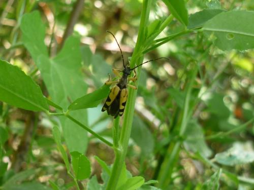 Rutpela maculata