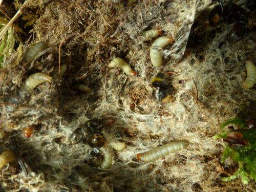 Bombus pratorum