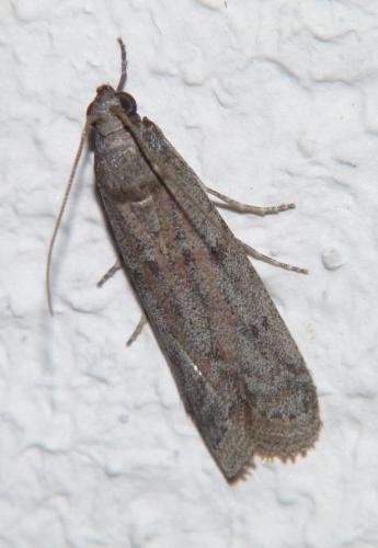 Cadra furcatella