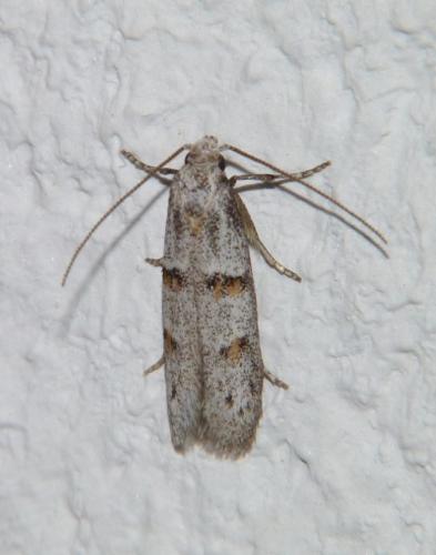 Symmocoides oxybiella