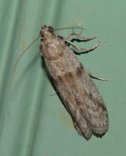 Cadra furcatella