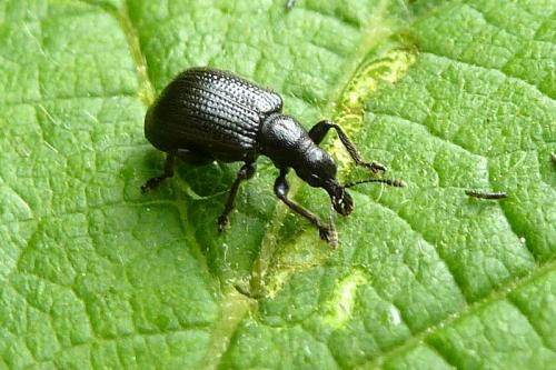 Deporaus betulae