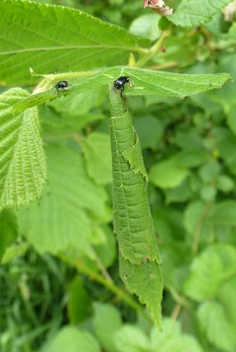 Deporaus betulae