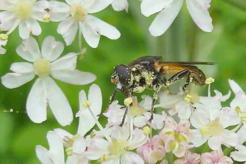 Réf. 103 578 : Myolepta dubia