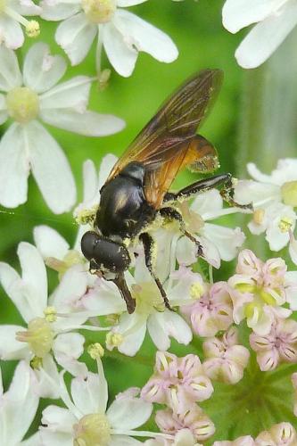 Réf. 103 577 : Myolepta dubia