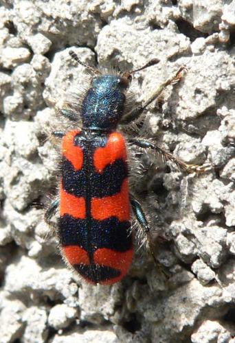 Réf. 103 806 : Trichodes alvearius