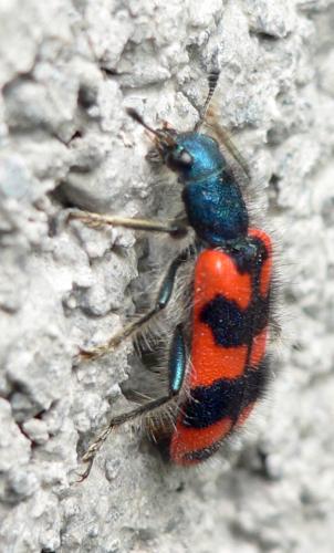 Réf. 103 807 : Trichodes alvearius