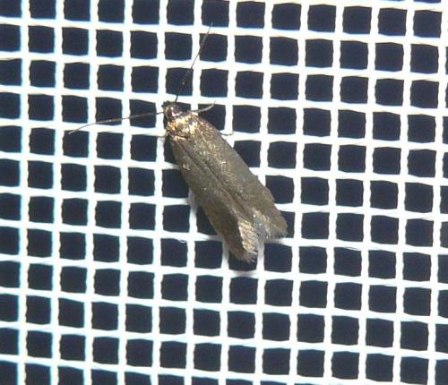 Réf. 103 723 : Eulamprotes unicolorella