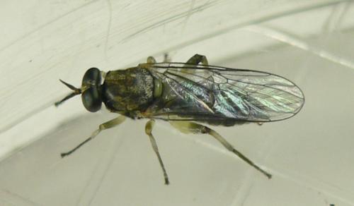 Réf. 103 630 : Solva marginata