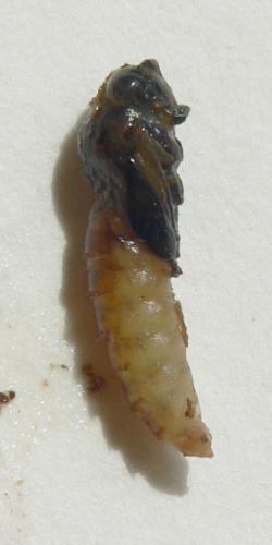 Réf. 103 629 : Solva marginata
