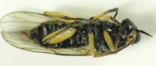 Réf. 103 632 : Solva marginata
