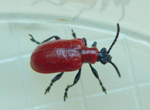Réf. 103 443 : Lilioceris lilii