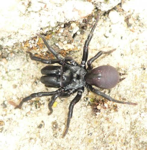 Réf. 103 838 : Atypus piceus