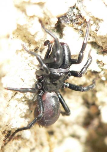Réf. 103 839 : Atypus piceus