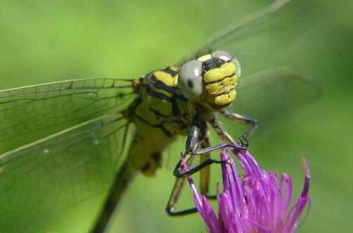 Réf. 103 009 : Gomphus simillimus
