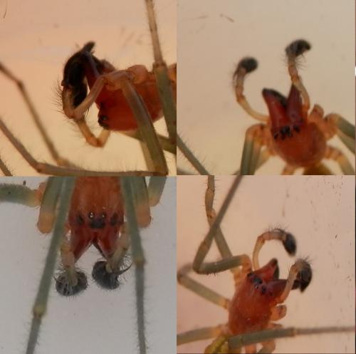 Réf. 103 984 : Cheiracanthium elegans