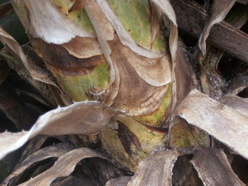 Réf. 103 332 : Spoladea recurvalis