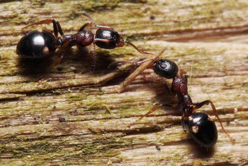 Réf. 103 113 : Dolichoderus quadripunctatus