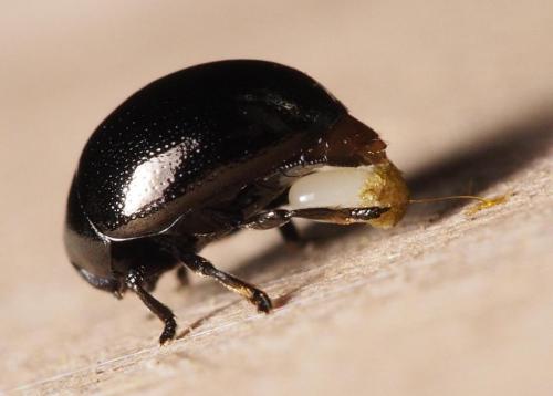Réf. 103 759 : Oomorphus concolor