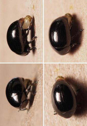Réf. 103 760 : Oomorphus concolor