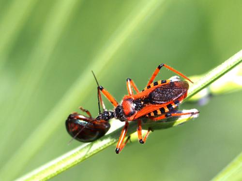 Réf. 103 222 : Rhynocoris sp.