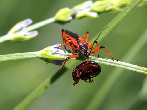Rhynocoris sp.