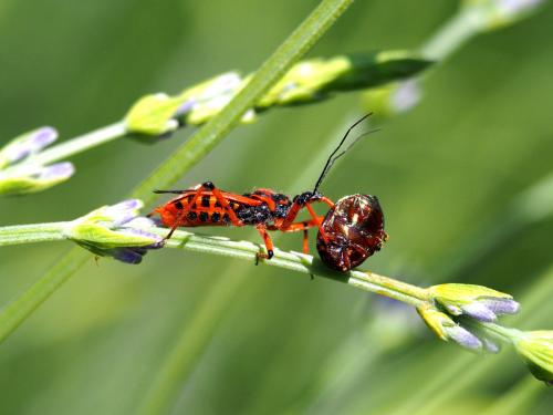 Réf. 103 220 : Rhynocoris sp.