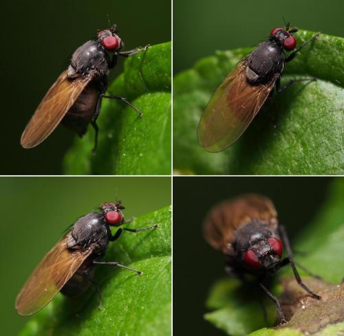 Réf. 103 471 : Minettia austriaca