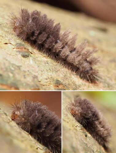 Réf. 103 931 : Miltochrista miniata