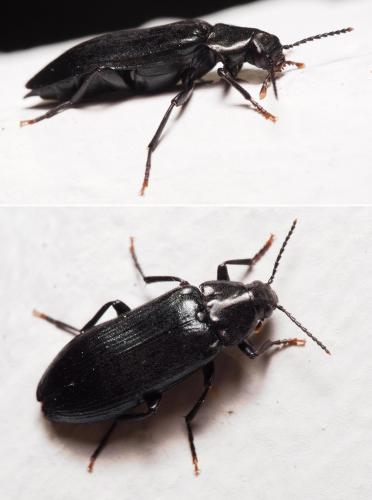Melandrya caraboides