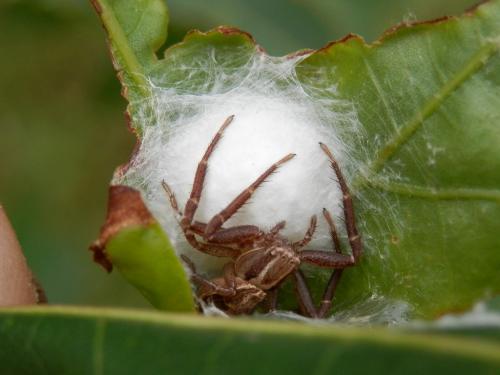 Xysticus ulmi