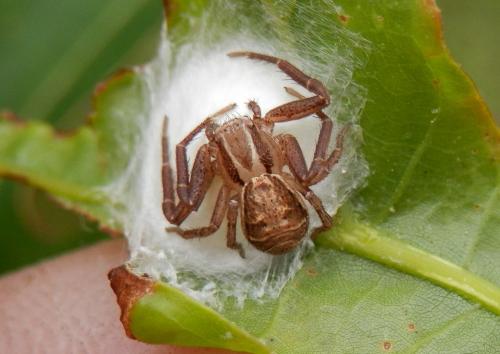Réf. 103 728 : Xysticus ulmi